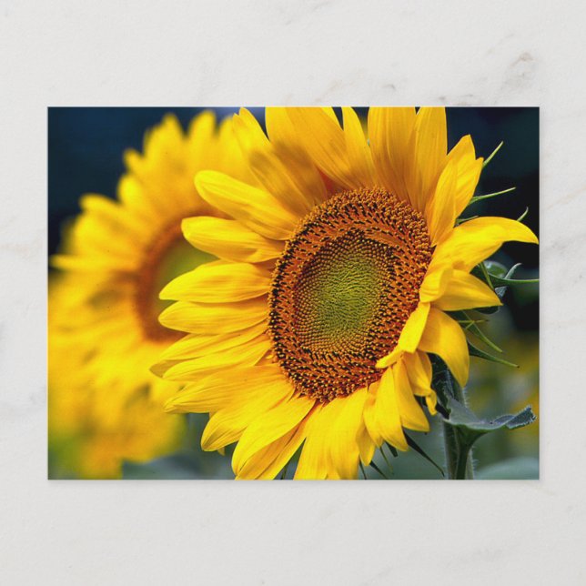 Floral Yellow Sunflowers - Hello, Thinking Of You Postcard (Front)