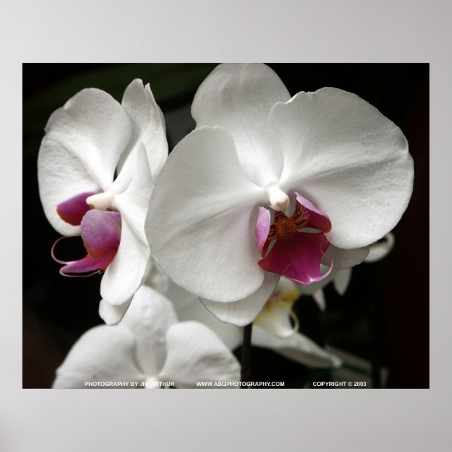 Floralscape/JDA030408109 Poster (Front)