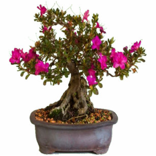 Florecitas Rosas Cutout