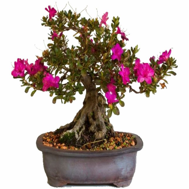 Florecitas Rosas Cutout (Front)