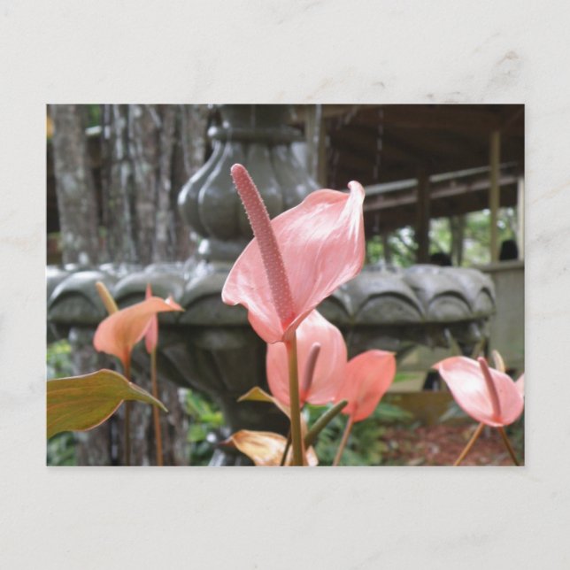 Flores Anturio Postcard (Front)