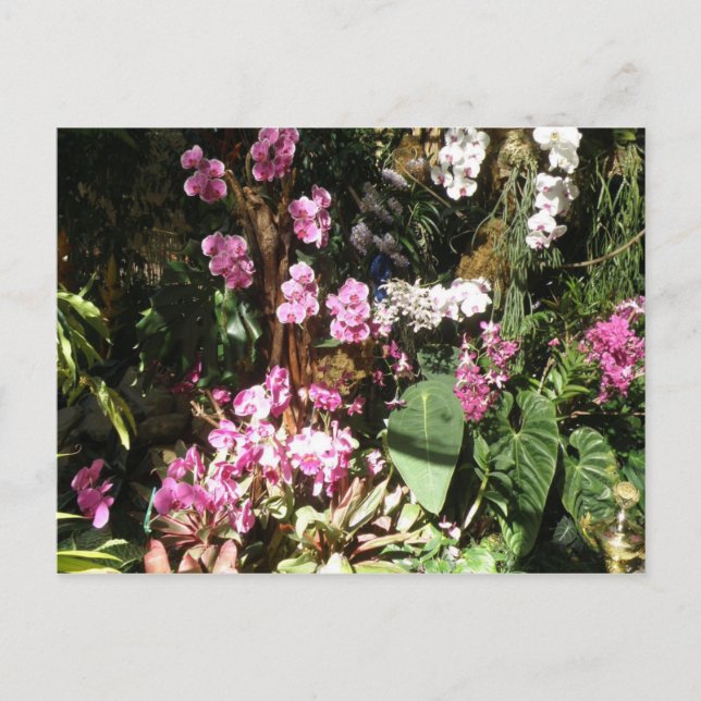 Flores de Orquideas Postcard (Front)