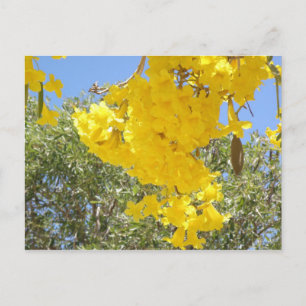 Flores de Puerto Rico Postcard