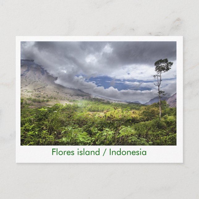Flores island / Indonesia Postcard (Front)