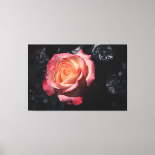 Floribunda Rose Sheila's Perfume On Canvas Print