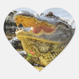 Florida  Alligator. Face to face