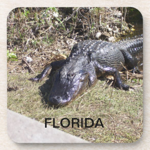 Florida Alligator Lounging in Warm Sunshine Drink Coaster