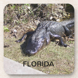 Florida Alligator Lounging in Warm Sunshine Drink Coaster