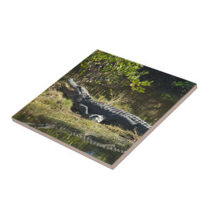 Florida Alligator on Grassy Bank – Wild Swamp Ceramic Tile