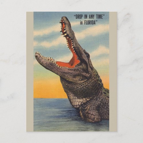 Florida Alligator Post Card