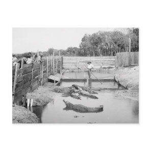Florida Alligator Show, 1904 Postcard