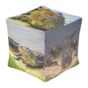 Florida Alligators closeup photographs  Pouf