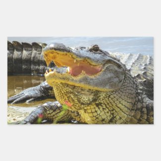 Florida  Alligators  Face to face