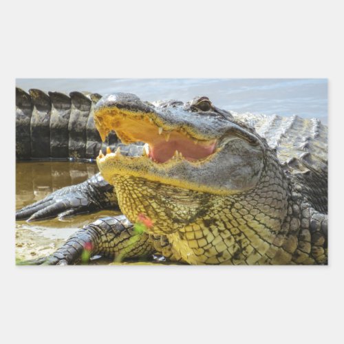 Florida  Alligators  Face to face Rectangular Sticker