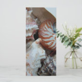 Florida Beach shells (Standing Front)
