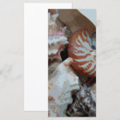 Florida Beach shells (Front/Back)