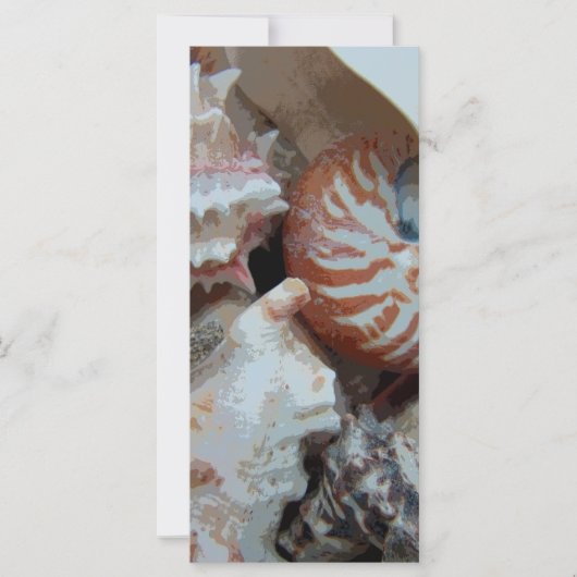 Florida Beach shells (Front)