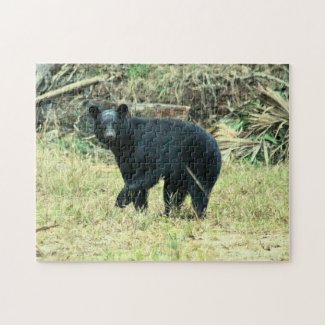 Florida Black Bear