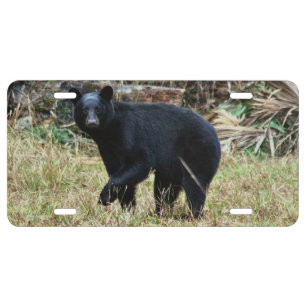 Florida Black Bear License Plate