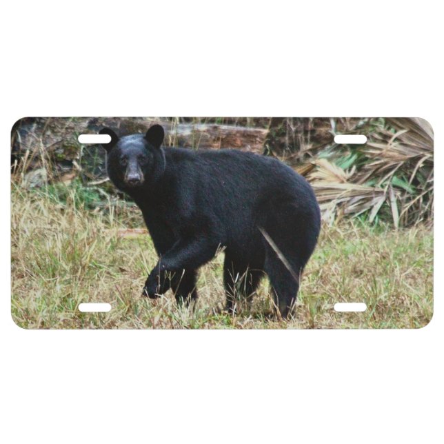 Florida Black Bear License Plate (Front)