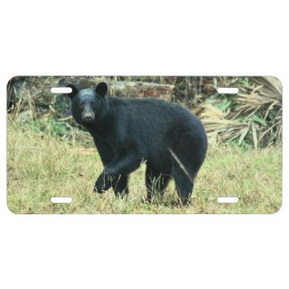 Florida Black Bear