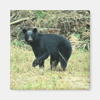 Florida Black Bear