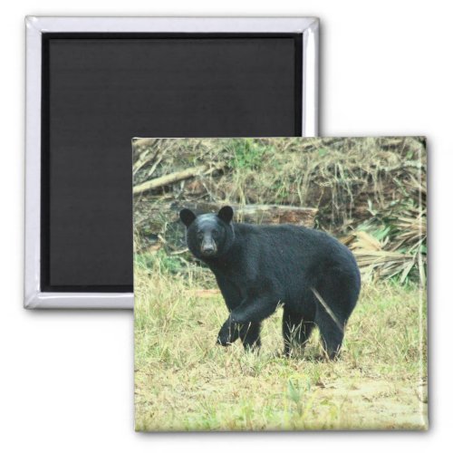 Florida Black Bear Magnet