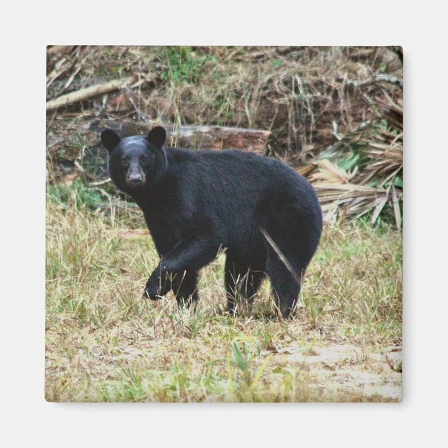 Florida Black Bear Magnet (Front)