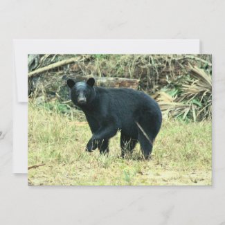 Florida Black Bear