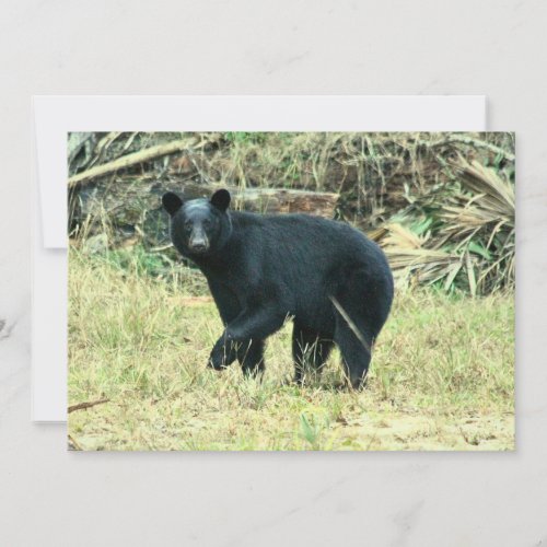 Florida Black Bear Note Card