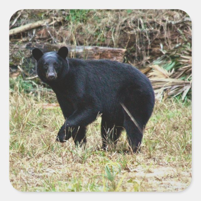 Florida Black Bear Square Sticker (Front)