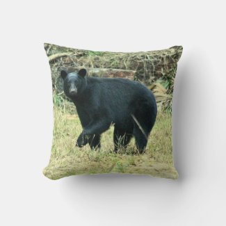 Florida Black Bear