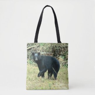 Florida Black Bear