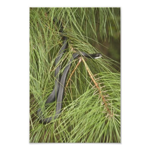 Florida Black Racer Snake Photo Print