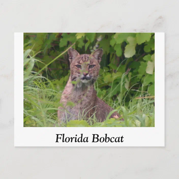 The bobcat postcard