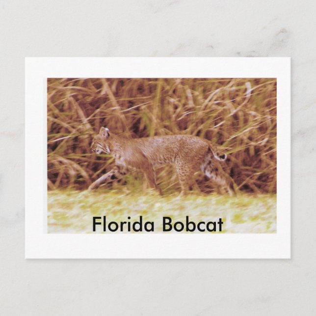 Florida Bobcat Postcard (Front)