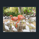 Florida Bonita Springs Pink Flamingo Travel Postcard<br><div class="desc">Wish friends and family greetings from Florida with these travel postcards. They feature pink flamingo photography by Victoria Grigaliunas. Charming tourism postcards from bonita springs near Naples in the United States of America. Visit www.zazzle.com/dotellabelle to see more.</div>