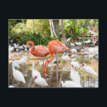 Florida Bonita Springs Pink Flamingo Travel Postcard<br><div class="desc">Send a warm “greetings from Florida” message with these travel postcards featuring vibrant pink flamingo pictures captured through original photography by Victoria Grigaliunas. Showcasing the beauty of Bonita Springs near Naples, these photo postcards highlight the charm of Florida tourism in the United States of America. Perfect for sharing memories or...</div>
