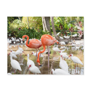 Florida Bonita Springs Pink Flamingo Travel Postcard