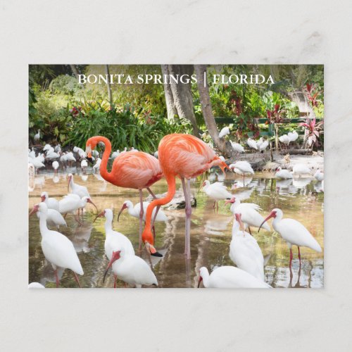 Florida Bonita Springs Pink Flamingo Travel Postcard