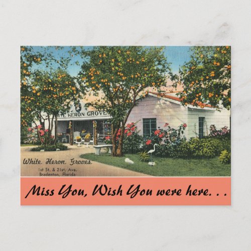 Florida Bradenton White Heron Groves Postcard