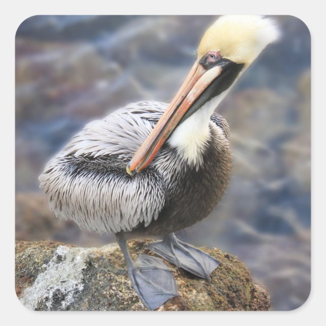 Florida Brown Pelican Standing on Jetty Rock Square Sticker (Front)