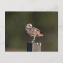 Florida Burrowing Owl Pair Wildlife Photography