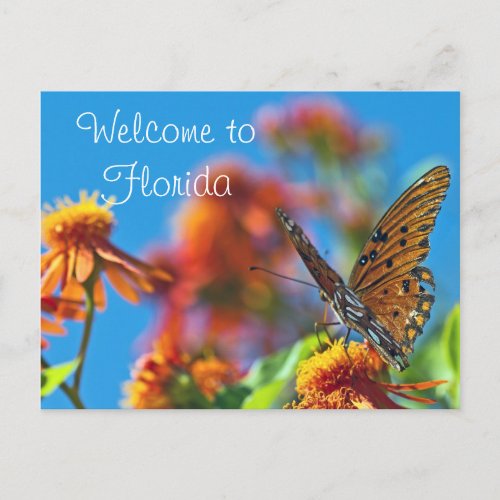 Florida Butterly Postcard