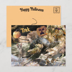 Florida Cat and Gator Halloween Postcard