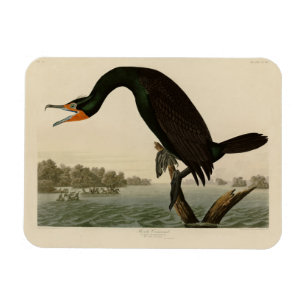 Florida Cormorant from Audubon's Birds of America Magnet