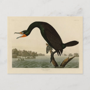 Florida Cormorant from Audubon's Birds of America Postcard