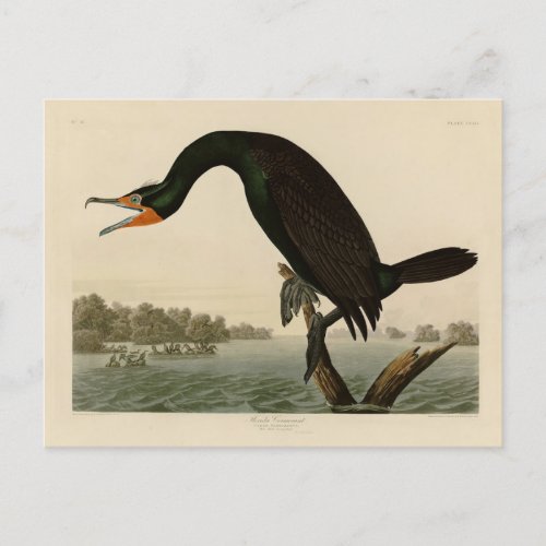 Florida Cormorant from Audubons Birds of America Postcard