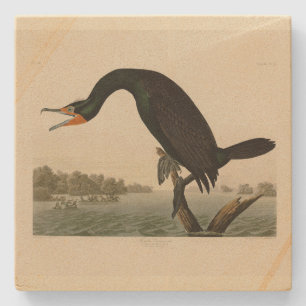 Florida Cormorant from Audubon's Birds of America Stone Coaster