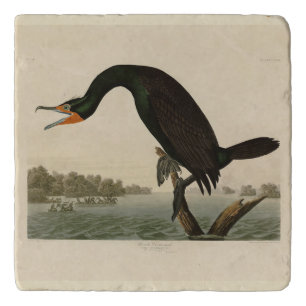 Florida Cormorant from Audubon's Birds of America Trivet
